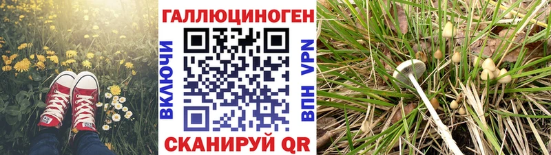 продажа наркотиков  Новокубанск  Галлюциногенные грибы Cubensis 